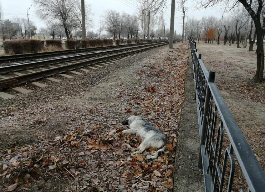 Убивать собак и кошек: в трёх районах Волгоградской области заразились бешенством