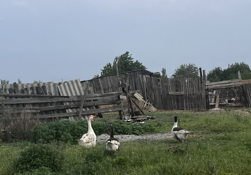 Курятник под учет: с 1 сентября владельцев птицы ждут новые требования