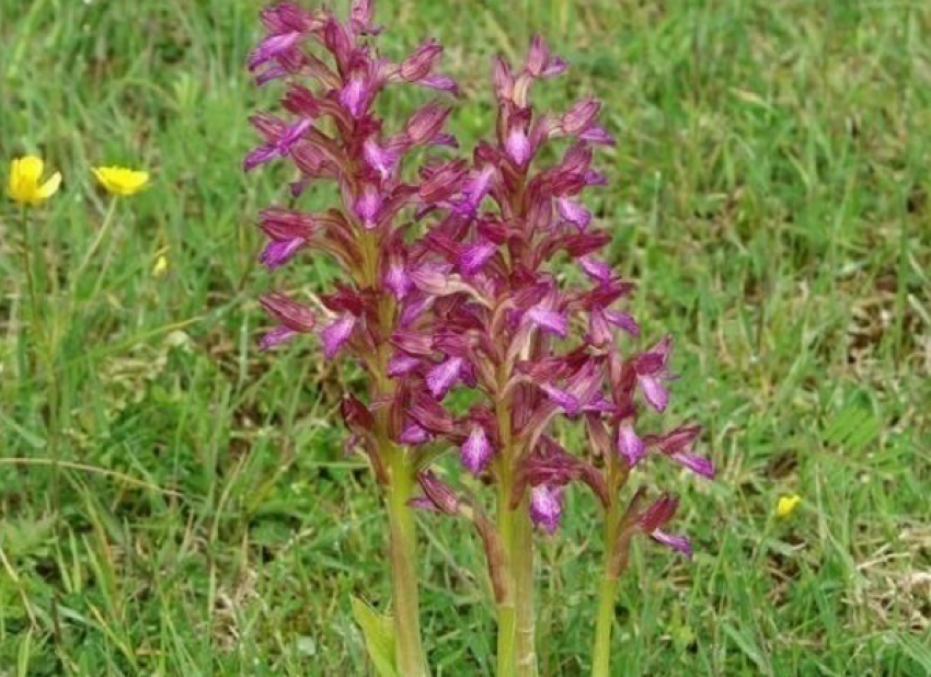 В Волгоградской области обнаружены новые виды краснокнижных растений 