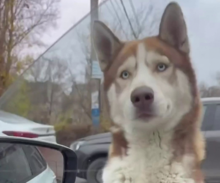 Неуловимый хаски два месяца ездил на автобусах в Волгограде