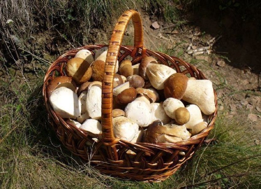 Потерявшаяся пенсионерка два дня ела сырые грибы и спасалась от животных в лесу под Волгоградом