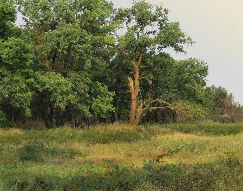 В Волгоградской области до 6 сентября продлили ограничение пребывания в лесах 