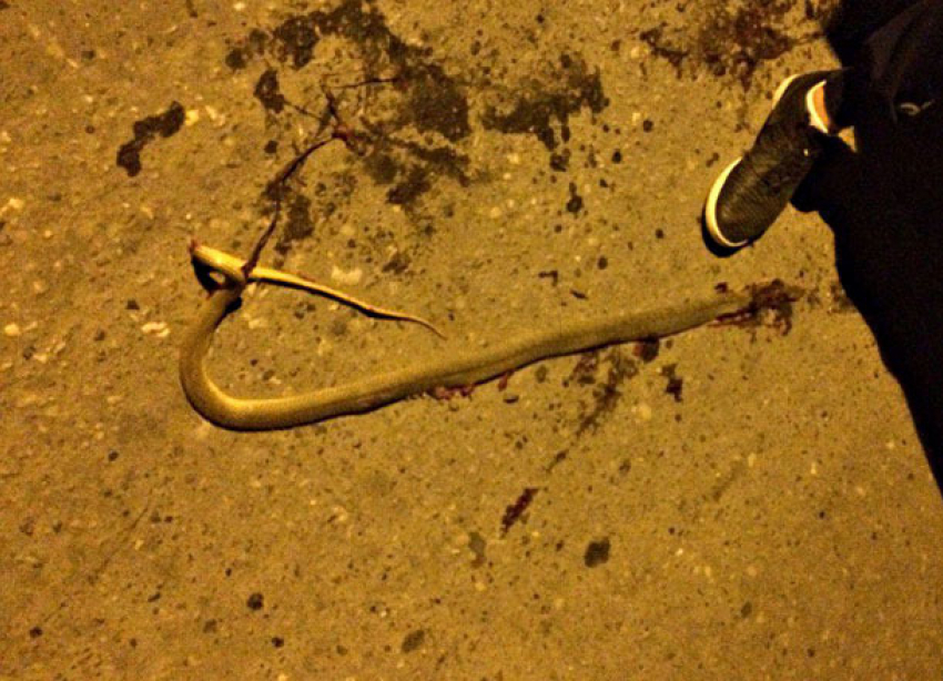 Волгоградцы хвастаются убийством краснокнижных змей