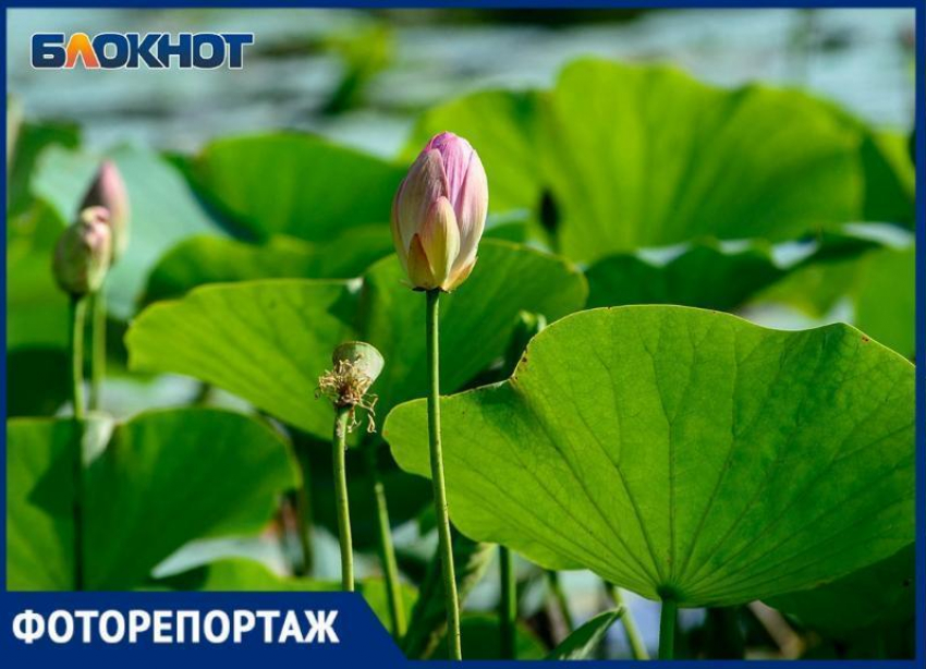 Зацветающие лотосы редкой красоты в Волгоградской области показал фотограф