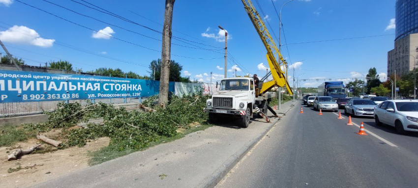 «Город как ядерный полигон»: варварская вырубка живых деревьев в Волгограде попала на видео 