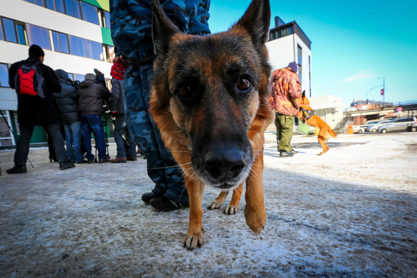 В Волгограде у 19-летнего парня собака обнаружила 7 грамм марихуаны
