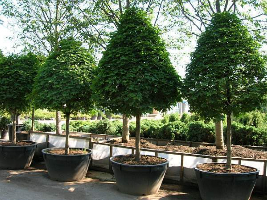 Волгоградского застройщика суд обязал высадить 120 деревьев в парке «Комсомольский»