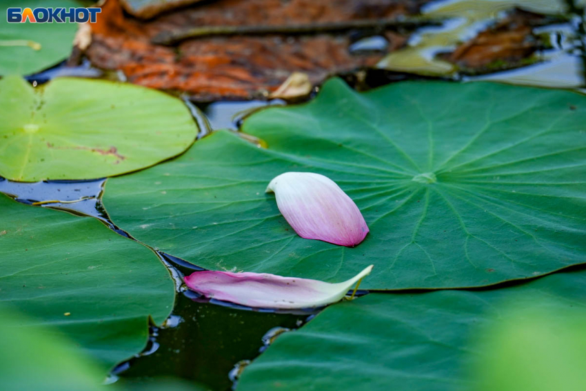 Прохладно и дождь: синоптики о погоде в Волгограде на 11 октября