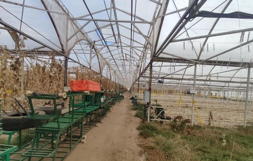 Крупный тепличный комплекс продают под Волгоградом за 147 миллионов из-за долгов