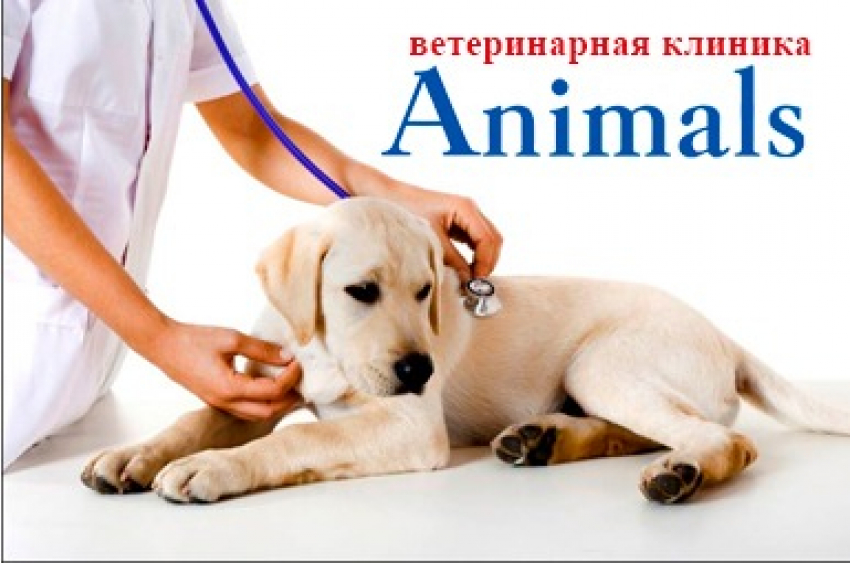Выезд на дом. Стоматология. Прививки. Вет. клиника «Энималс» . Заходи в справочник