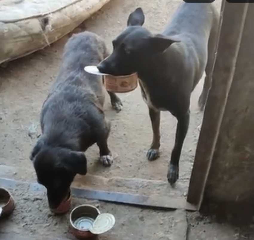 Ответственных собак-посудомоек воспитали в волгоградском приюте