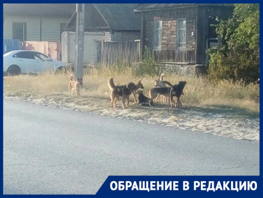 Своры бродячих собак кидаются на жителей поселка в Волгограде