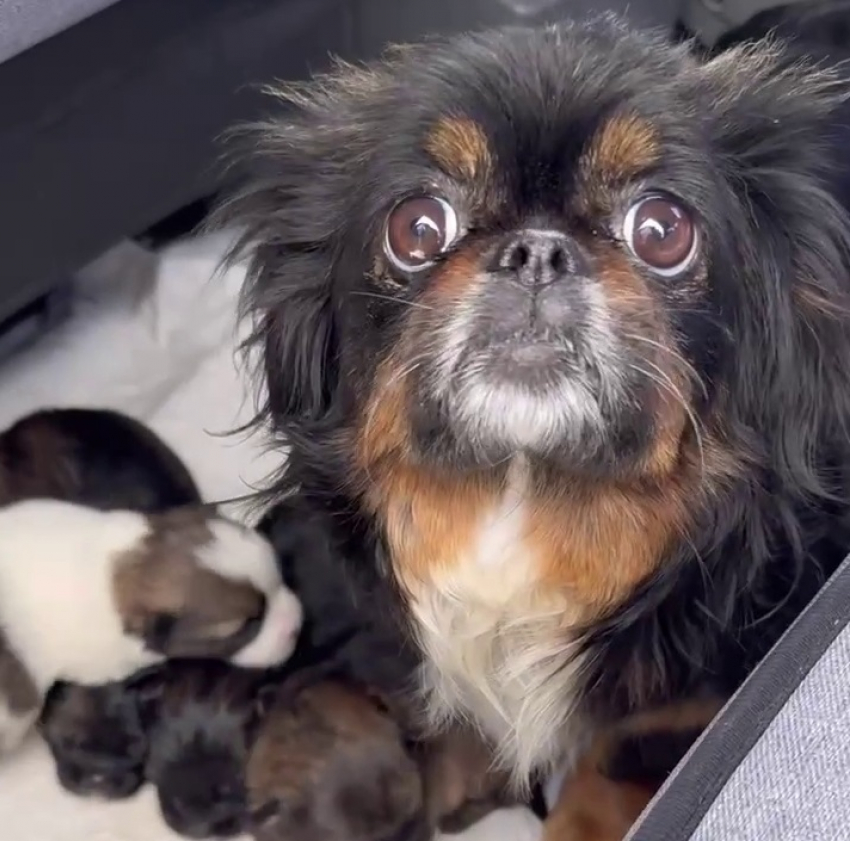 Пекинеса с щенками привезли в волгоградский приют: волонтеры в шоке от бездумного поступка