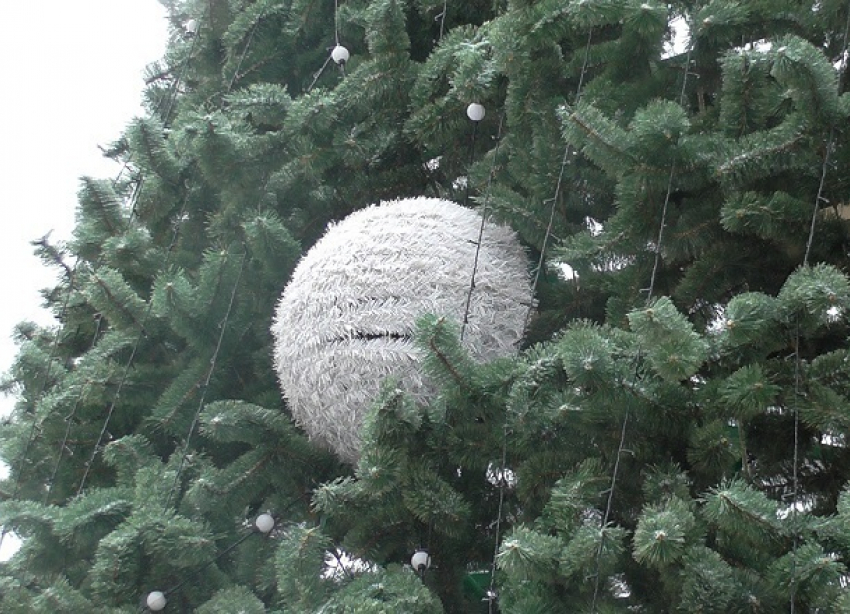 Экологическую елочку в природном парке Волгограда на Новый год выберут школьники