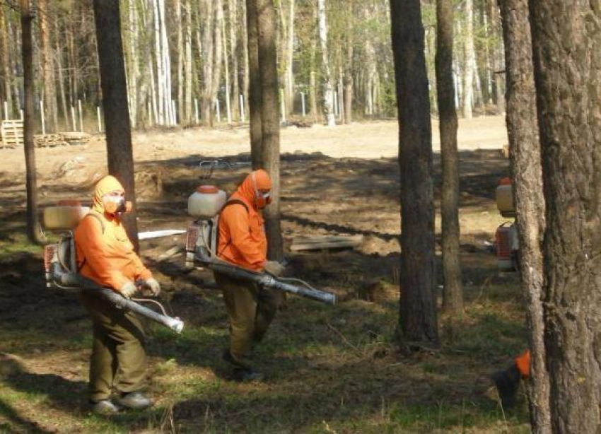 В волгоградских лесах начали травить вредителей