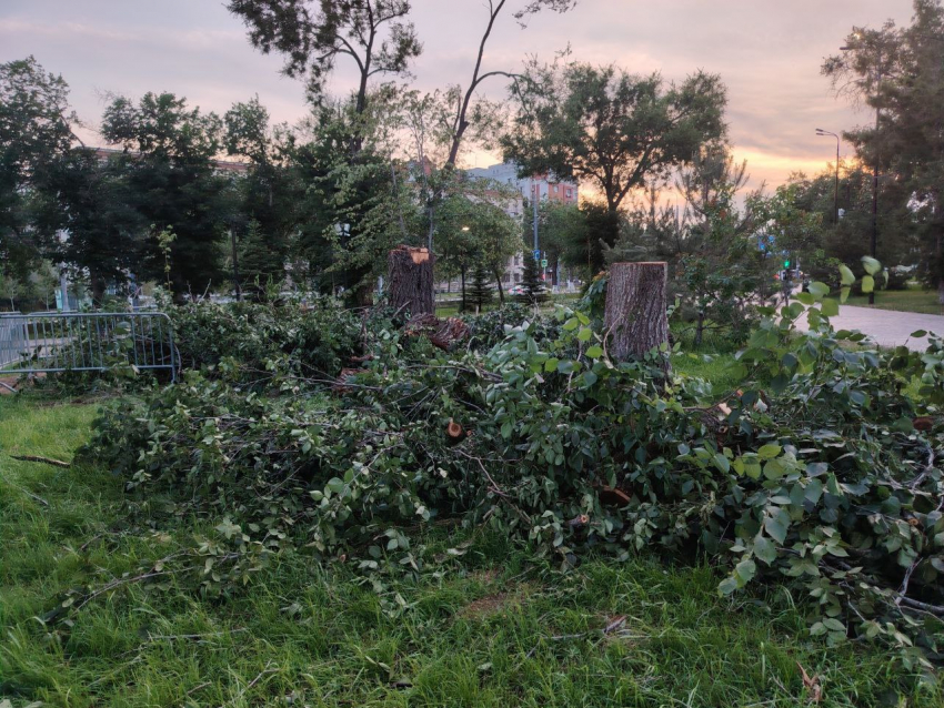 У них даже запах странный: в центре Волгограда начали массово пилить трухлявые деревья-гиганты