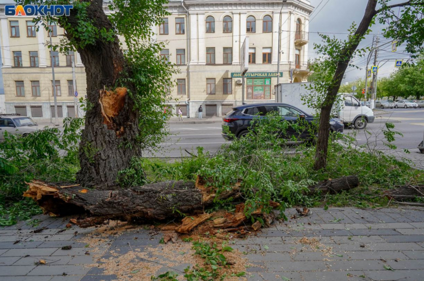 Волгоградец отсудил у мэрии 232 тысячи за рухнувшее в ураган дерево