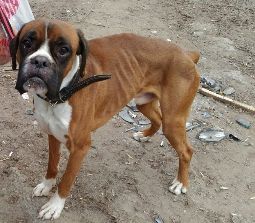 Волонтеры Волгограда спасли погибающего породистого пса
