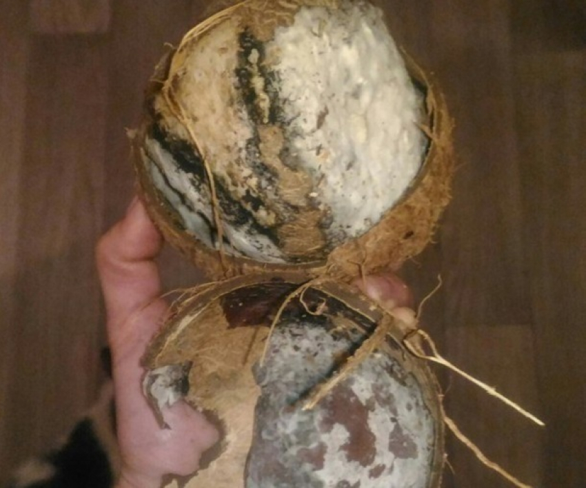 Волгоградка купила в супермаркете кокос с зародившимися цивилизациями 