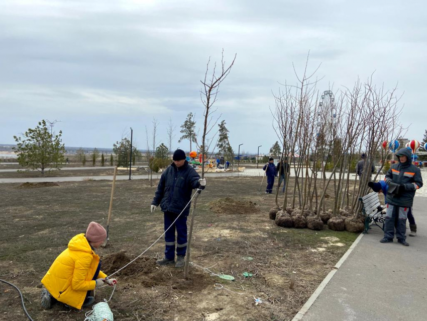 Волгоградцы высадят фамильные деревья в ЦПКиО на выходных