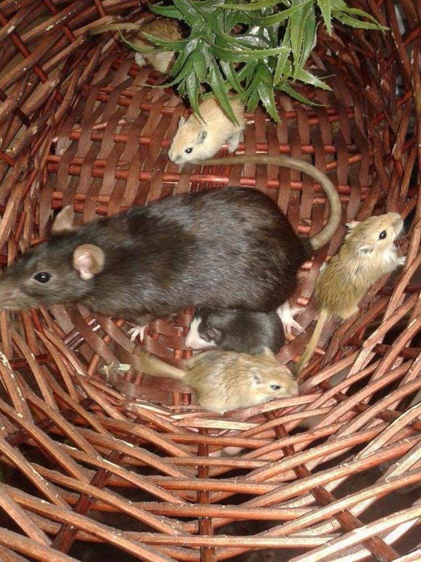 В зоопарке Волгограда крыса приютила мышат, вместо того, чтобы их съесть 