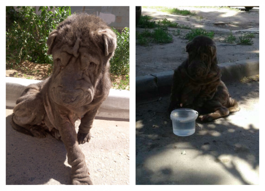 Пожилого шарпея выбросили умирать на улицу в Волгограде