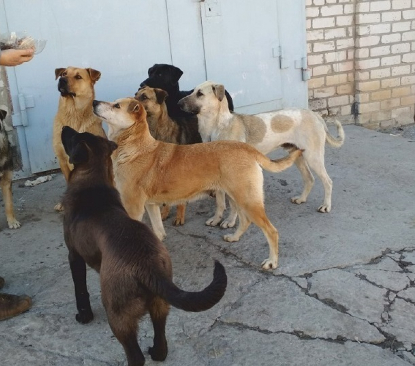 Стая бездомных собак разделила волгоградцев на два воюющих лагеря
