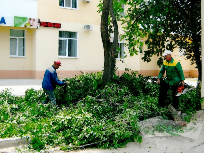 Директор коммерческой компании попыталась «заработать» на озеленении города Волжского