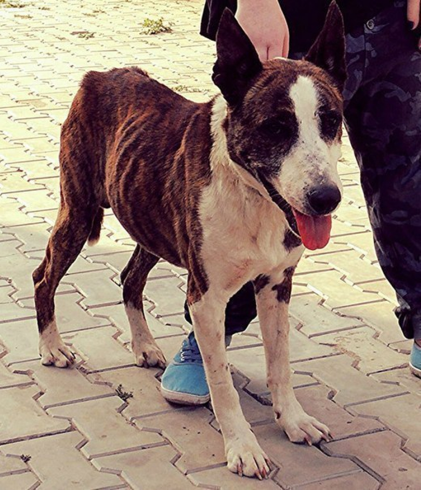 В Волгограде у собаки заболело сердце из-за стрельбы и жестокого обращения людей