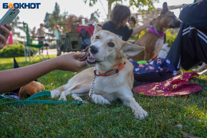 «Медлячок, чтобы ты заплакала», огненное шоу и кино: куда сходить в Волгограде 24-25 мая