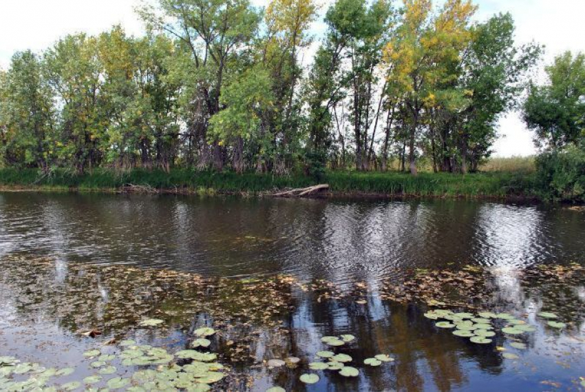 Под Волгоградом пенсионер из Тулы заблудился в Ленинской пойме