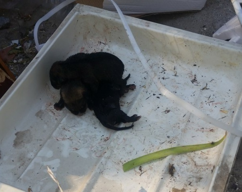 Новорожденных щенков выбросили в мусорку на западе Волгограда 