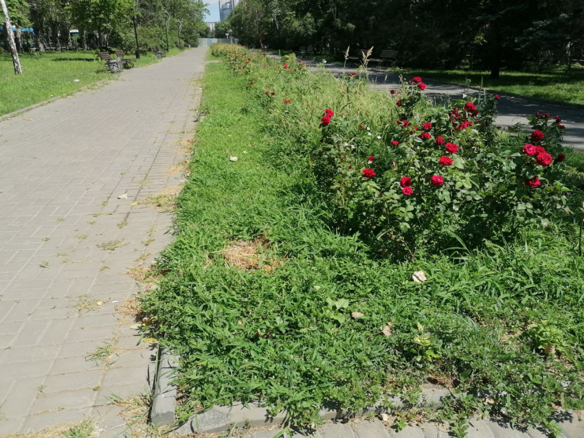 После жесткой критики жителей в Волгограде расчистят от сорняков главные клумбы в центре