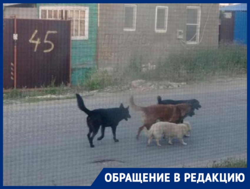 «Ждите, вы в очереди 2475-е»: отлов не справляется с бродячими собаками в Волгограде