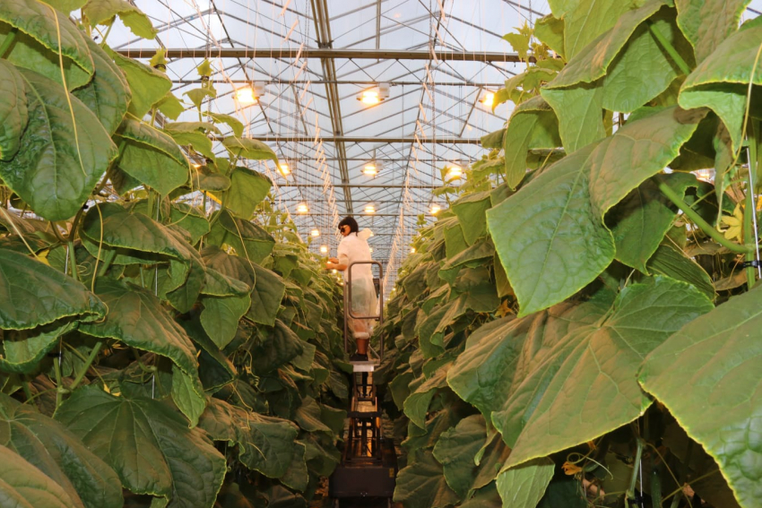 Требуются овощеводы и агрономы. Высокая з/п. Тел. +7 (8443) 21-05-13