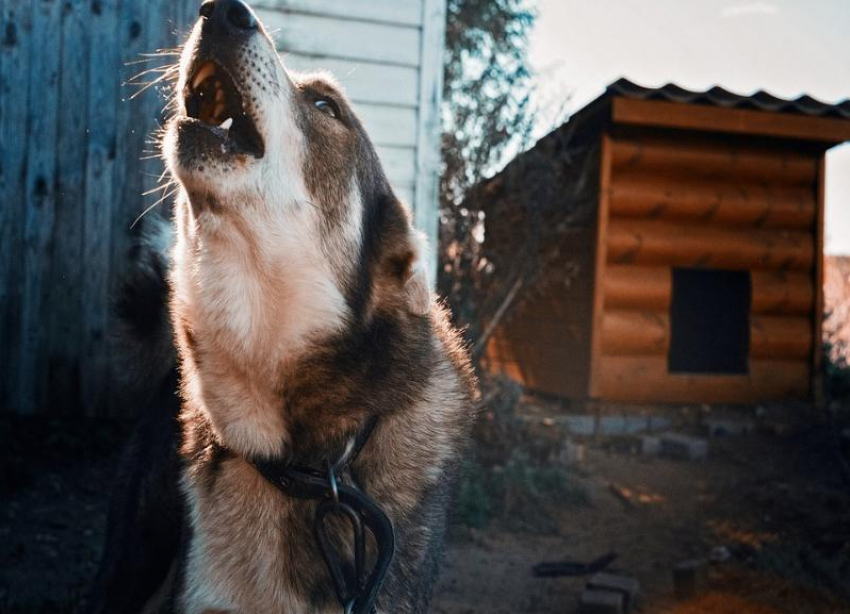 «Агрессивные собаки – это фейк»: волгоградский волонтер