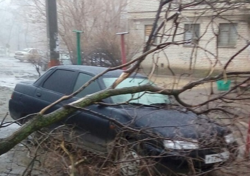 Дерево рухнуло на легковушку в Волгограде