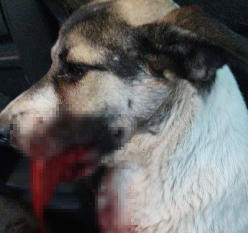 Эвтаназия или всю жизнь кормить с рук: собаке вырвали язык в Волгограде