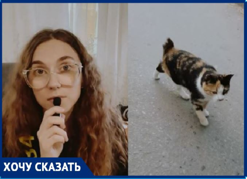 Котов с отрезанными хвостами начали находить в Волгограде
