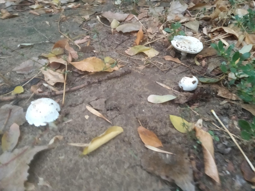 В лесу людей больше чем грибов: грибной азарт напал на волгоградцев