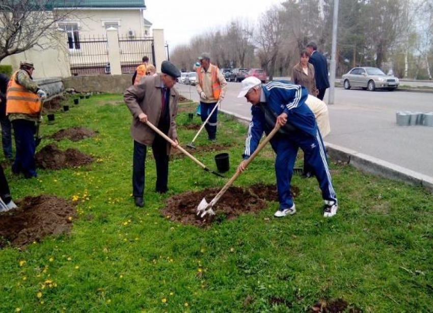 Волгоградские ветераны высадили на набережной катальповую аллею