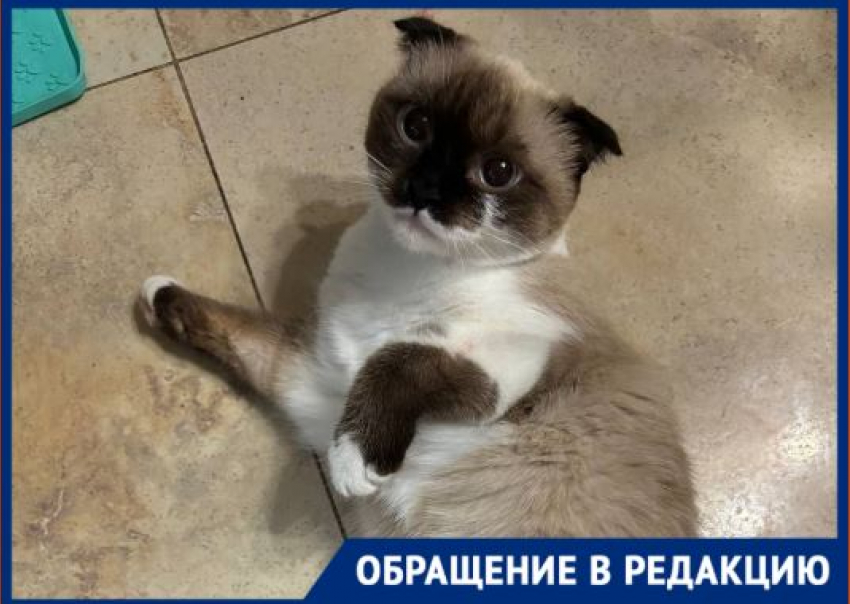 Могли выкинуть хозяева: породистую кошку с оторванной лапкой спасают в Волгограде 