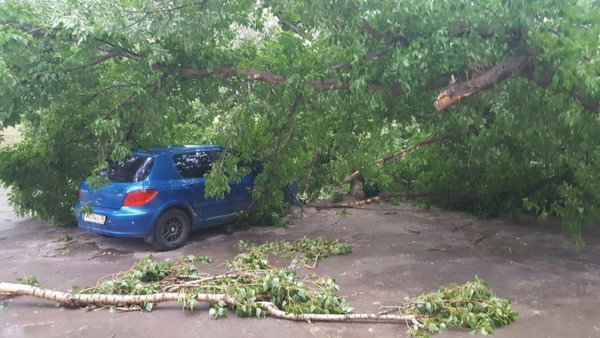 В Волгограде ураган повалил деревья на автомобили