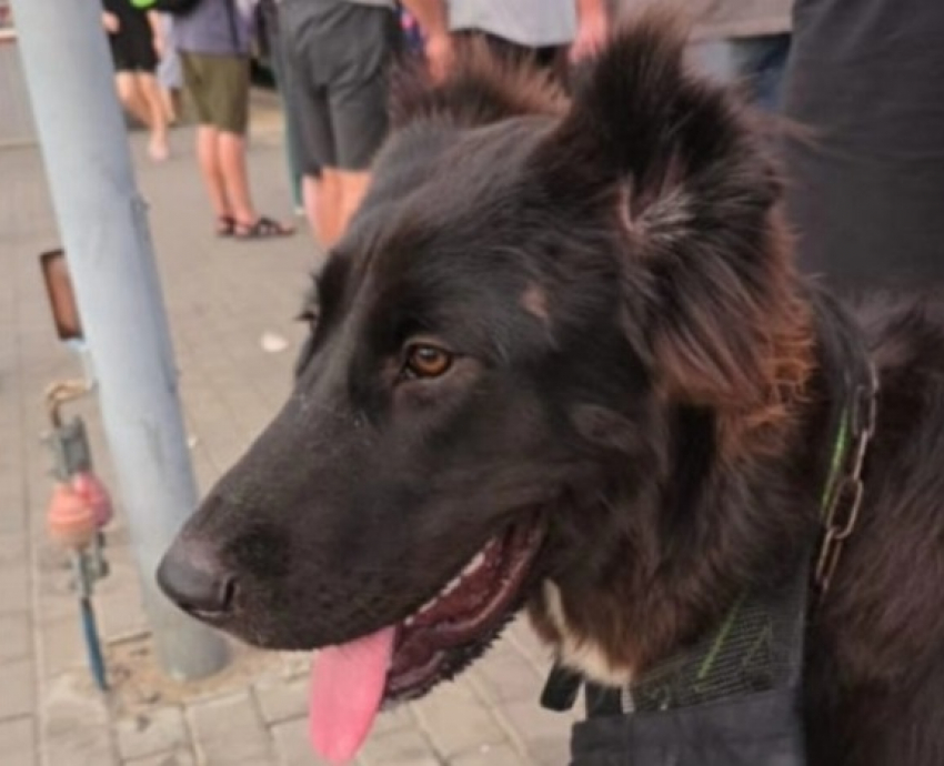 Эта история на вокзале Волгограда пробирает до муршек: хозяин бросил пса и уехал