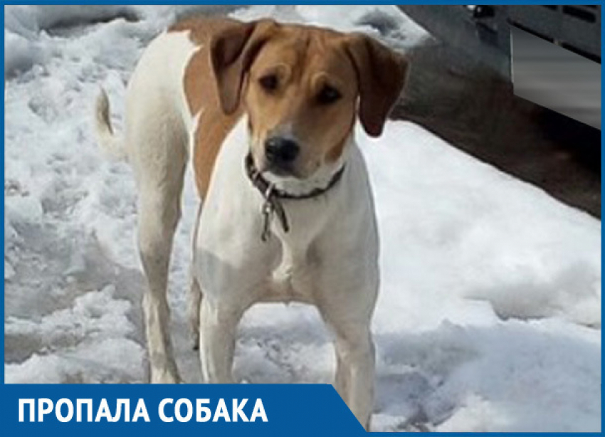 Найдена русская пегая гончая