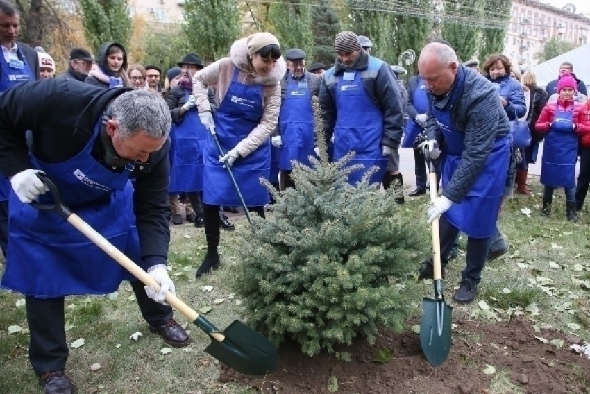 В Волгограде посадили голубые ели на смену тополям