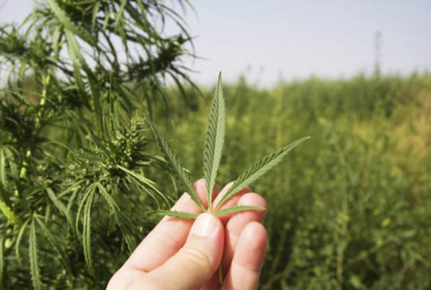 Волжанина задержали на острове Зеленый с 1,5 кг марихуаны