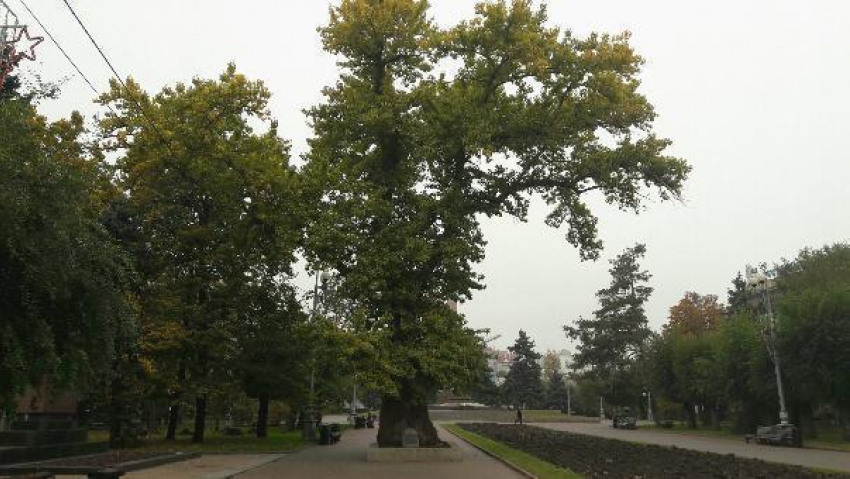 Тополя-клоны высадят во всех районах Волгоградской области