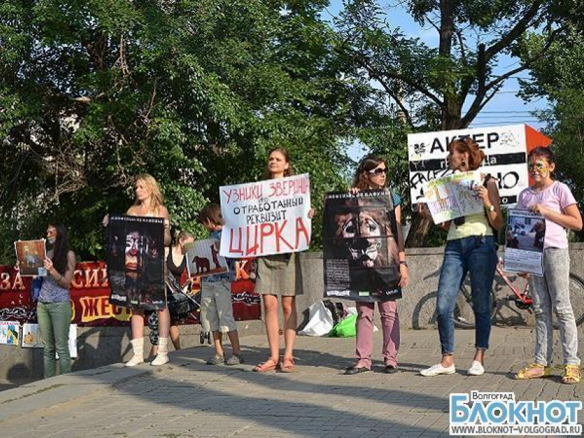 В Волгограде прошел «тихий» митинг в защиту животных
