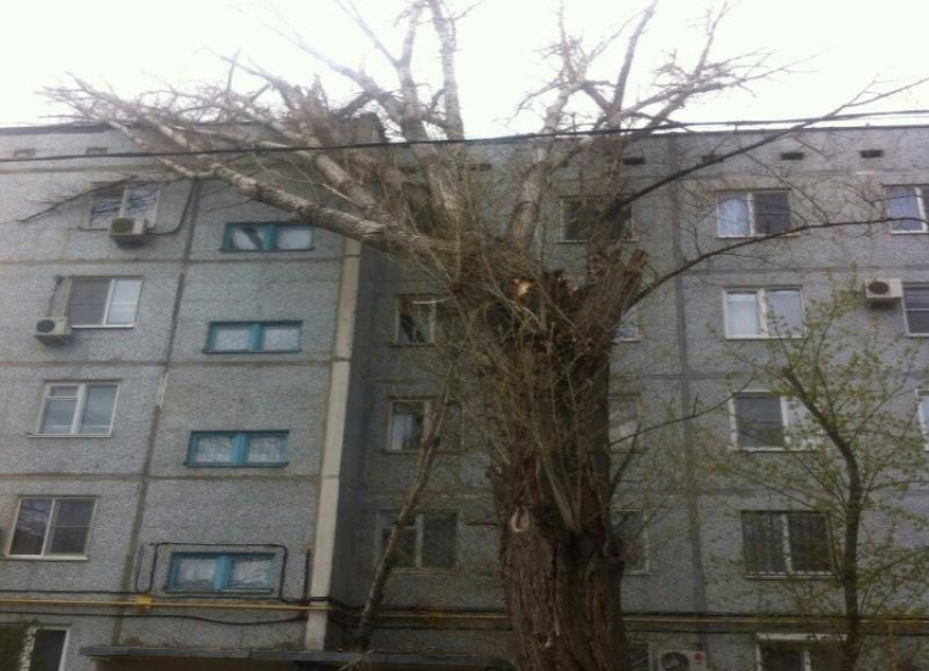 В Кировском районе Волгограда на жилой дом от сильного ветра рухнул старый тополь
